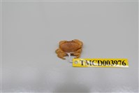 藏品(礁石假團扇蟹)的圖片